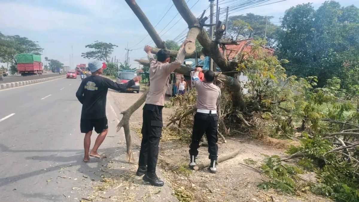 Pohon Tumbang Pantura Lohbener Ganggu Lalu Lintas, Waspada Pengendara