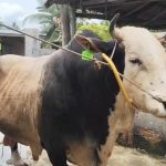 Polemik Anggaran Sapi Kurban Presiden, Golkar Beri Penjelasan