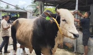 polemik-anggaran-sapi-kurban-presiden-golkar-beri-penjelasan-96671 Polemik Anggaran Sapi Kurban Presiden, Golkar Beri Penjelasan