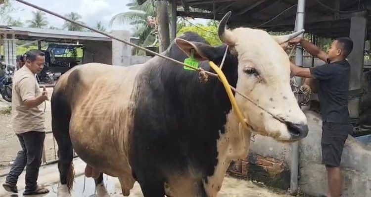 Polemik Anggaran Sapi Kurban Presiden, Golkar Beri Penjelasan