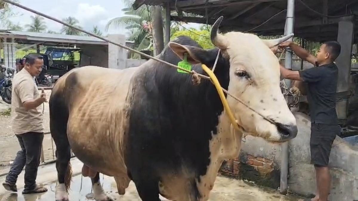 Polemik Anggaran Sapi Kurban Presiden, Golkar Beri Penjelasan