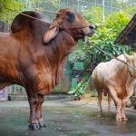 Potret Hewan Kurban Artis di Momen Idul Adha