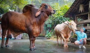 Potret Hewan Kurban Artis di Momen Idul Adha