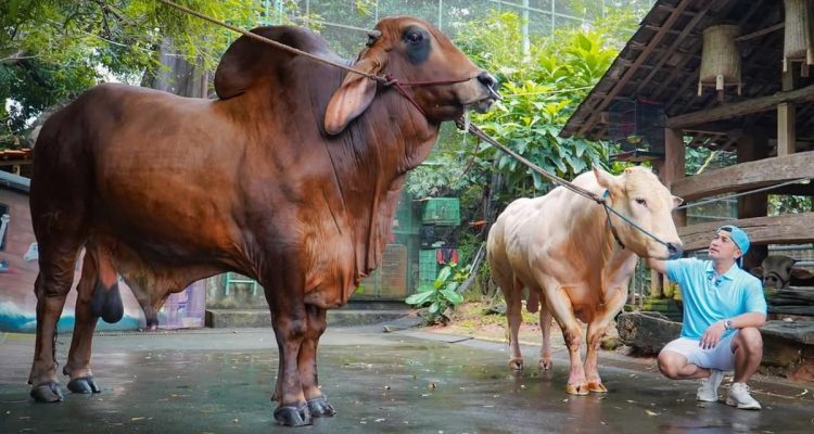Potret Hewan Kurban Artis di Momen Idul Adha