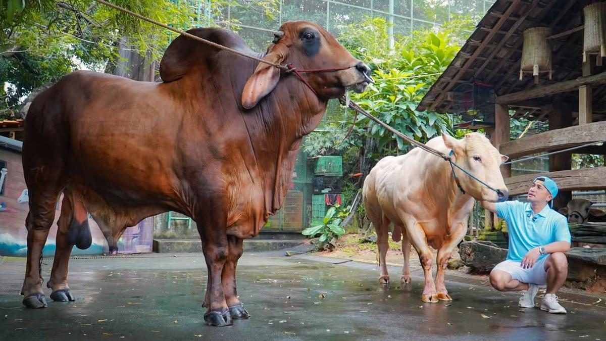 Potret Hewan Kurban Artis di Momen Idul Adha