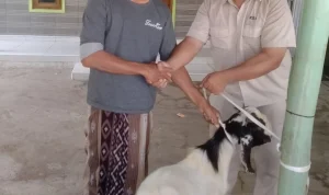 PT Kawaguchi Berbagi Kurban Idul Adha untuk Warga Jangga Jumbleng