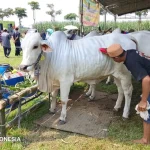 Ratusan Sapi Terbaik Berpartisipasi dalam Lomba Ternak Kediri