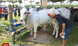 Ratusan Sapi Terbaik Berpartisipasi dalam Lomba Ternak Kediri