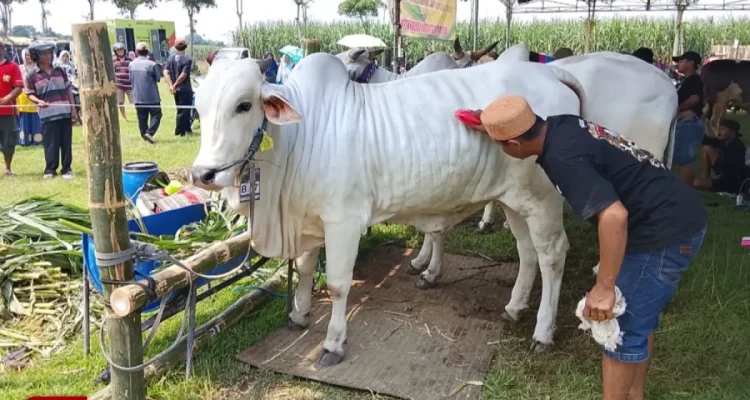 Ratusan Sapi Terbaik Berpartisipasi dalam Lomba Ternak Kediri