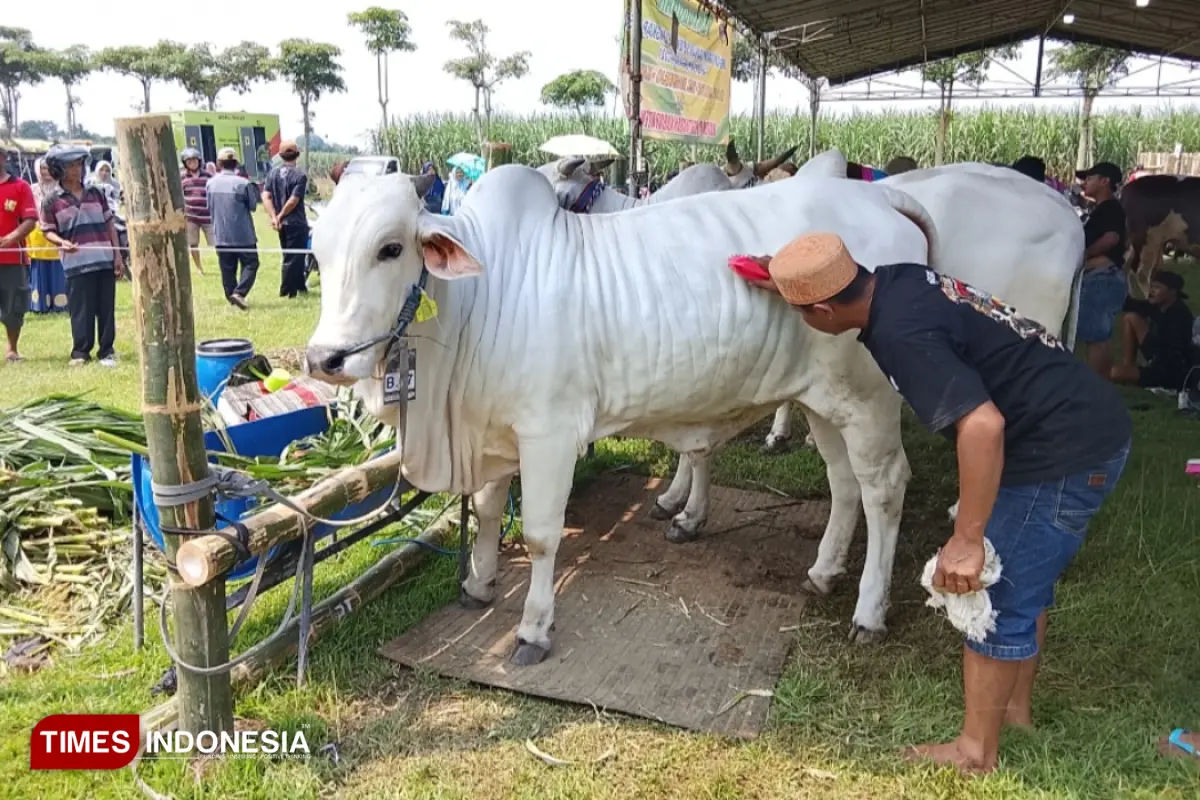 Ratusan Sapi Terbaik Berpartisipasi dalam Lomba Ternak Kediri