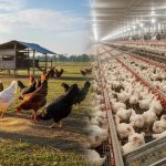 Rincian Modal Awal Ternak Ayam Kampung: Dari Skala Kecil hingga Besar