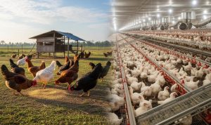 Rincian Modal Awal Ternak Ayam Kampung: Dari Skala Kecil hingga Besar