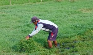 Rumput Haurgeulis Melimpah: Peternak Kambing Optimistis Produktivitas & Keuntungan