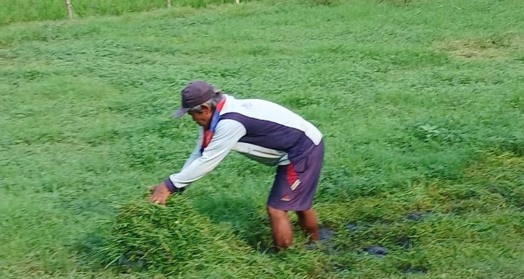 Rumput Haurgeulis Melimpah: Peternak Kambing Optimistis Produktivitas & Keuntungan