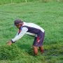 Rumput Haurgeulis Melimpah: Peternak Kambing Optimistis Produktivitas & Keuntungan