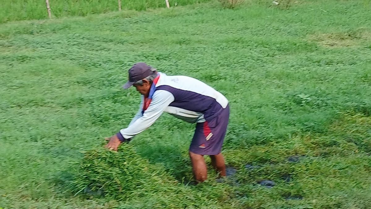 Rumput Haurgeulis Melimpah: Peternak Kambing Optimistis Produktivitas & Keuntungan
