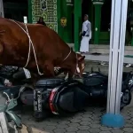 Sapi Kurban Mengamuk di Indramayu: Ini Akhirnya