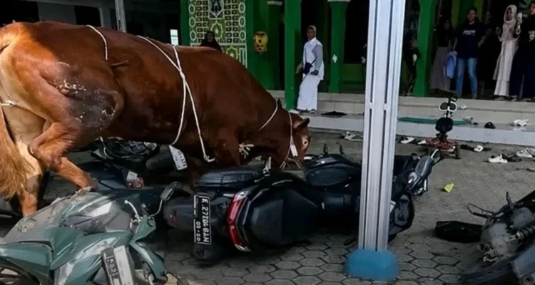 Sapi Kurban Mengamuk di Indramayu: Ini Akhirnya