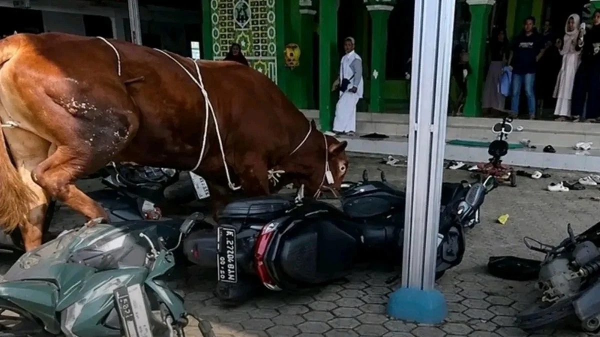 Sapi Kurban Mengamuk di Indramayu: Ini Akhirnya