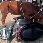 Sapi Kurban Ngamuk Kroya: Rusak Motor Warga Rancakitiran