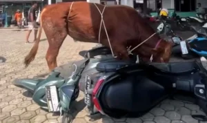 Sapi Kurban Ngamuk Kroya: Rusak Motor Warga Rancakitiran