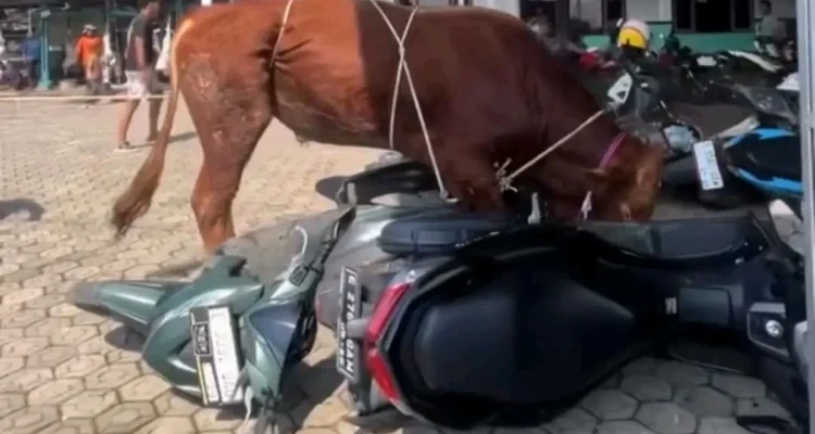 Sapi Kurban Ngamuk Kroya: Rusak Motor Warga Rancakitiran