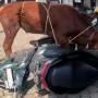 Sapi Kurban Ngamuk Kroya: Rusak Motor Warga Rancakitiran