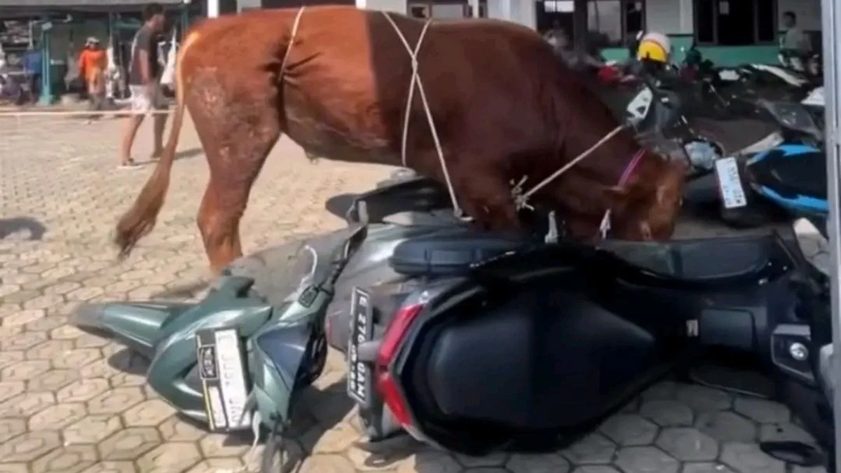Sapi Kurban Ngamuk Kroya: Rusak Motor Warga Rancakitiran