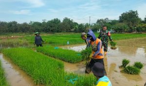 Serda Wawan: Lumpur Sawah Cikawung, Panen Maksimal Petani