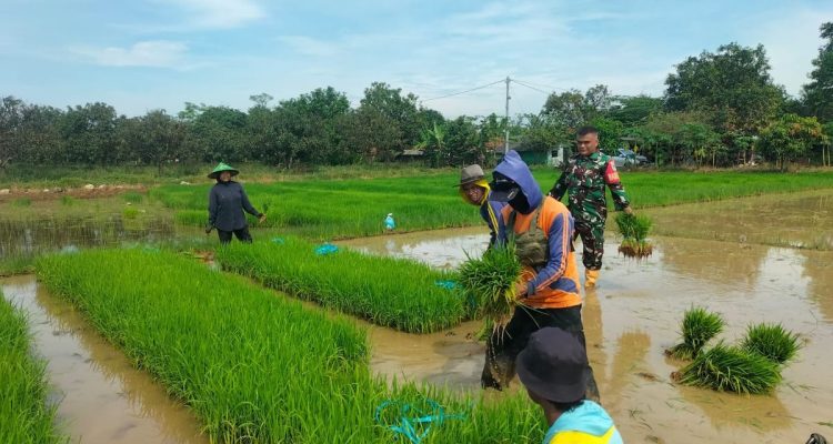 Serda Wawan: Lumpur Sawah Cikawung, Panen Maksimal Petani