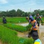 Serda Wawan: Lumpur Sawah Cikawung, Panen Maksimal Petani
