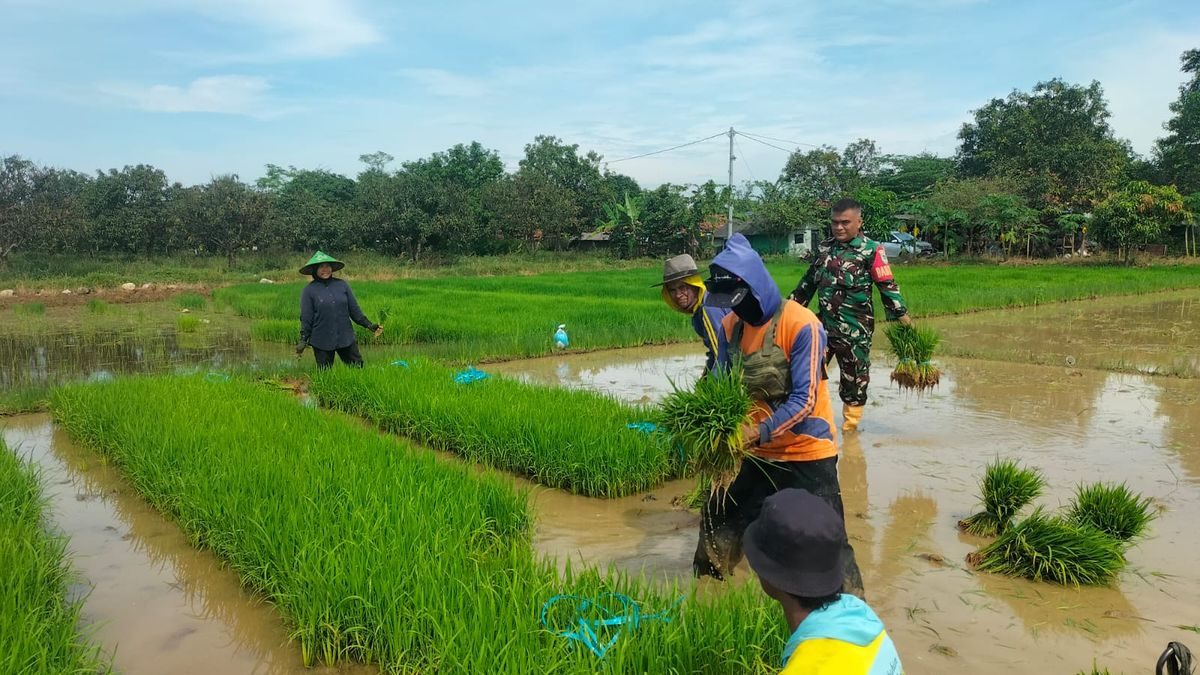 Serda Wawan: Lumpur Sawah Cikawung, Panen Maksimal Petani
