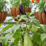Solusi Kebun Terong Gantung Sederhana di Lahan Terbatas