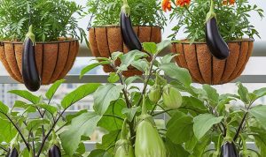 Solusi Kebun Terong Gantung Sederhana di Lahan Terbatas