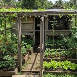 Solusi Kreatif: 8 Ide Kebun Sayur dari Bekas Kandang Ayam