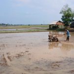 Suara Traktor Cipedang Indramayu: Petani Kejar Panen Memuaskan
