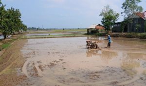 Suara Traktor Cipedang Indramayu: Petani Kejar Panen Memuaskan