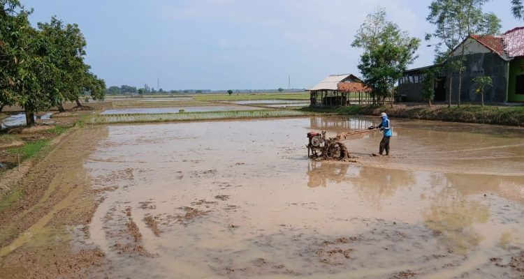 Suara Traktor Cipedang Indramayu: Petani Kejar Panen Memuaskan