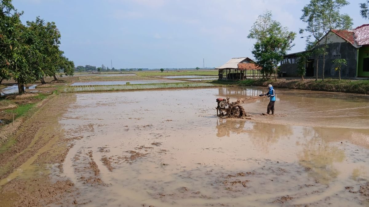Suara Traktor Cipedang Indramayu: Petani Kejar Panen Memuaskan