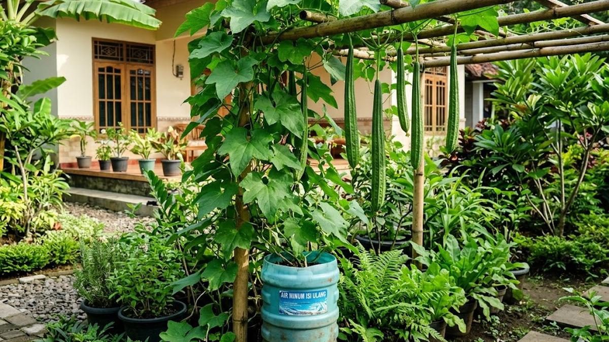 Tanam Oyong di Galon Bekas: Subur, Hemat Ruang, Panen Cepat