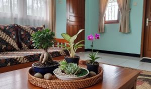 Tanaman Hias Mini untuk Meja Tamu: Percantik Ruangan Anda