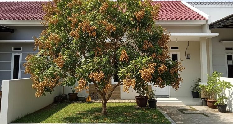 Teknik Mencegah Akar Kelengkeng Menyebar di Pekarangan