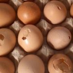 Telur Retak di Kulkas: Amankah Disimpan? Pahami Risiko dan Cara Mengatasinya