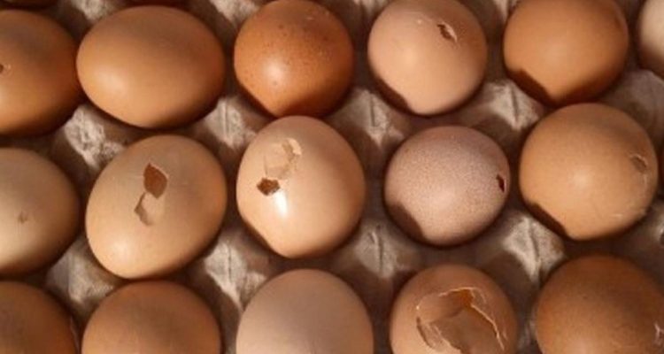Telur Retak di Kulkas: Amankah Disimpan? Pahami Risiko dan Cara Mengatasinya