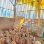 Ternak Bebek Petelur 10 Ekor bagi Pemula, Modal Terjangkau Hasil Memuaskan