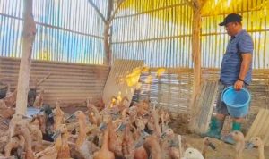 Ternak Bebek Petelur 10 Ekor bagi Pemula, Modal Terjangkau Hasil Memuaskan