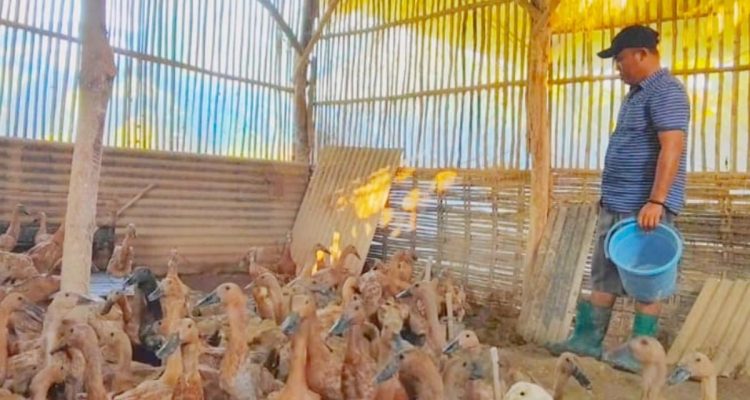 Ternak Bebek Petelur 10 Ekor bagi Pemula, Modal Terjangkau Hasil Memuaskan