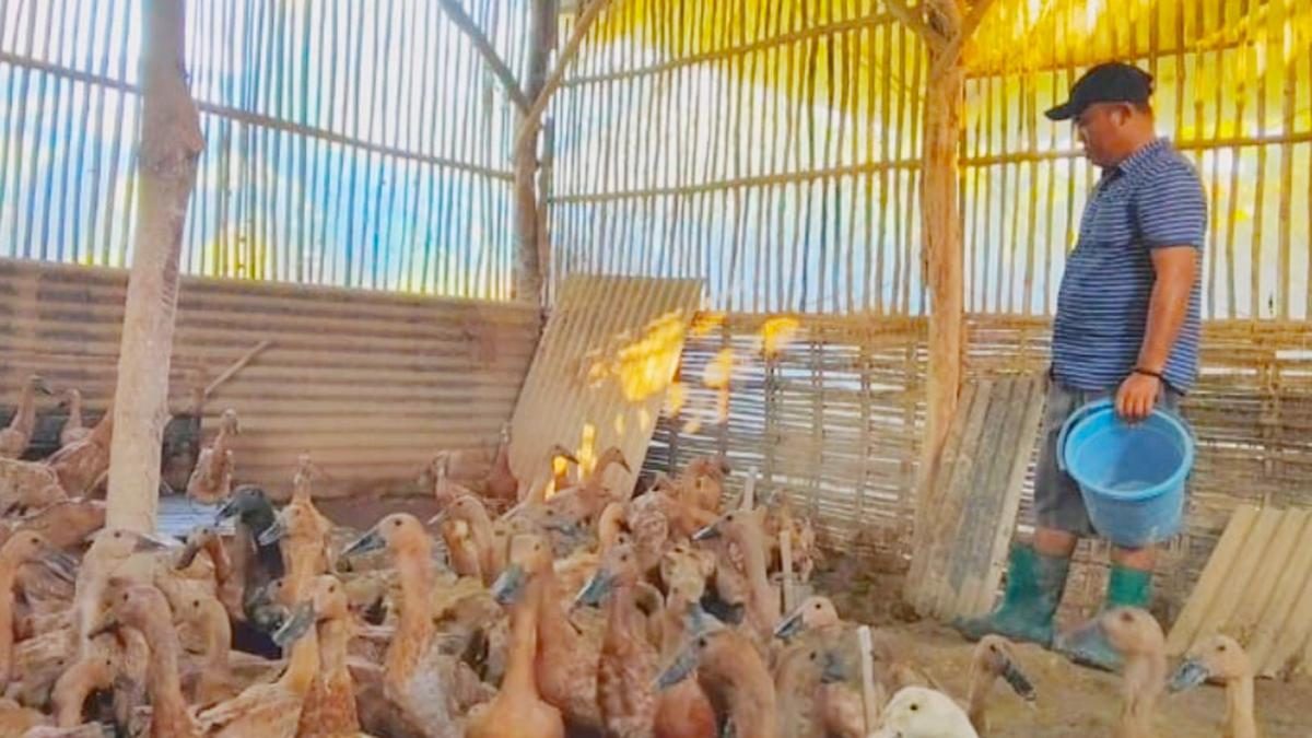 Ternak Bebek Petelur 10 Ekor bagi Pemula, Modal Terjangkau Hasil Memuaskan