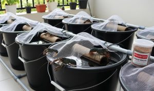 Ternak Cerdas di Ember: Hemat Air, Pakan, dan Lahan Sempit