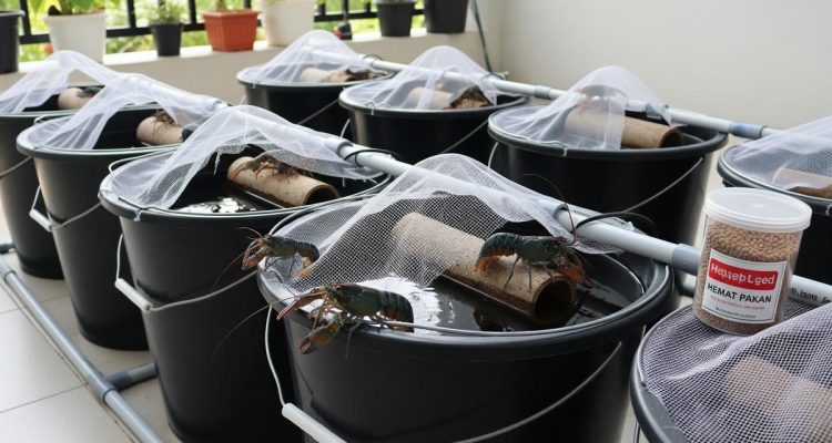 Ternak Cerdas di Ember: Hemat Air, Pakan, dan Lahan Sempit